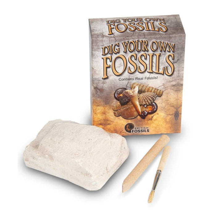 Rocks, Gems & Fossils Science & Nature Dig Your Own Fossils
