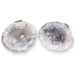 Rocks, Gems & Fossils British Fossils Break-Your-Own Geode