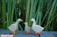 Animal Figurine HolzWald - Goose head up 4262389072269