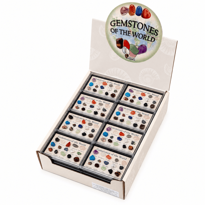 Rocks, Gems & Fossils British Fossils Mini Gem Box