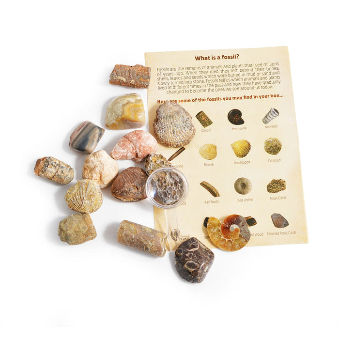 Rocks, Gems & Fossils British Fossils Fossil Collection Box