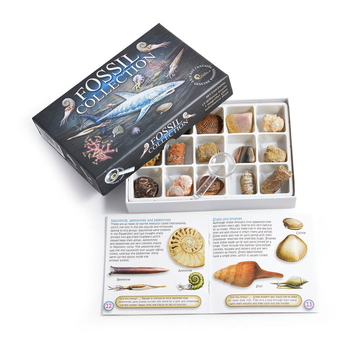 Rocks, Gems & Fossils British Fossils Fossil Collection Box