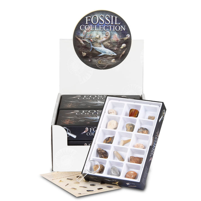 Rocks, Gems & Fossils British Fossils Fossil Collection Box