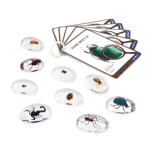 Guidecraft Specimen Stones: Bugs | Sensory Toys | Toypark Australia