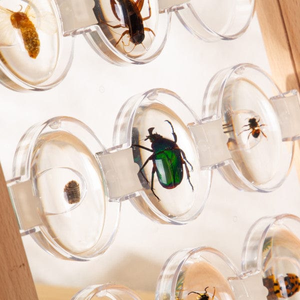 Guidecraft Specimen Stones: Bugs | Sensory Toys | Toypark Australia