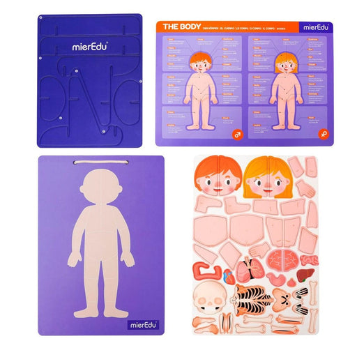 Puzzles mierEdu Magnetic Pad - Anatomy